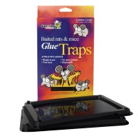 GLUE TRAPS RATS AND MOUSE #12402